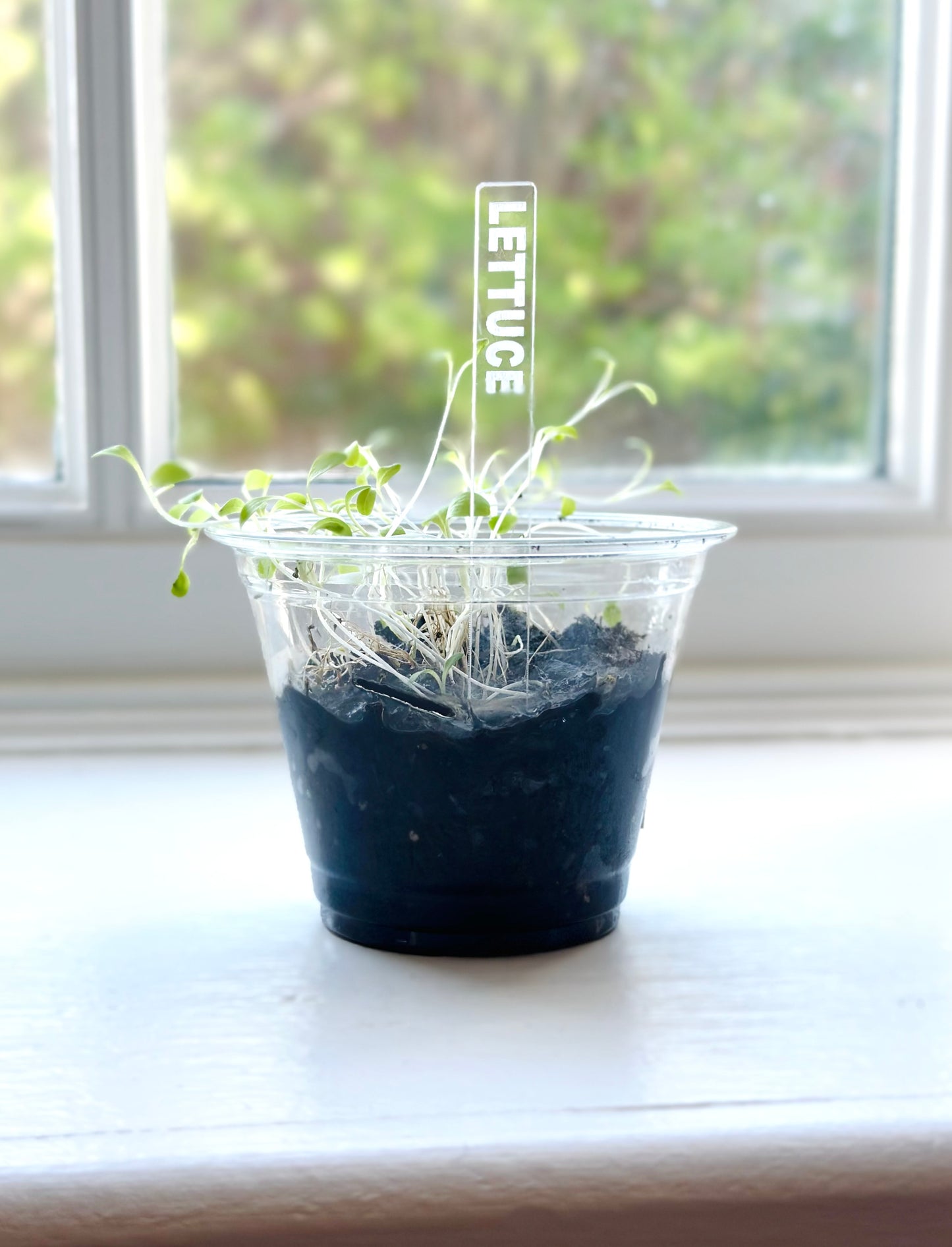 Acrylic Plant Garden Marker Stakes