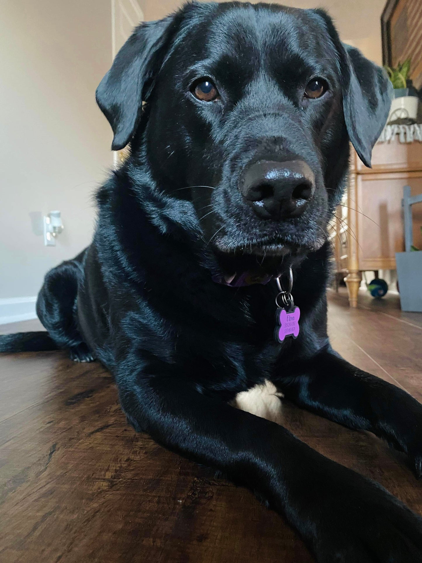 Custom Silicone Pet Tags