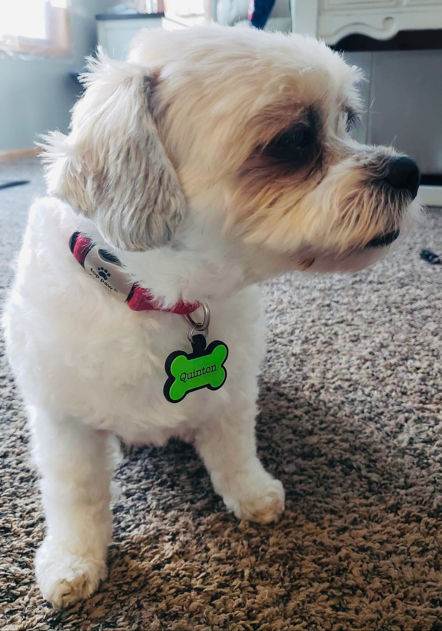 Custom Silicone Pet Tags