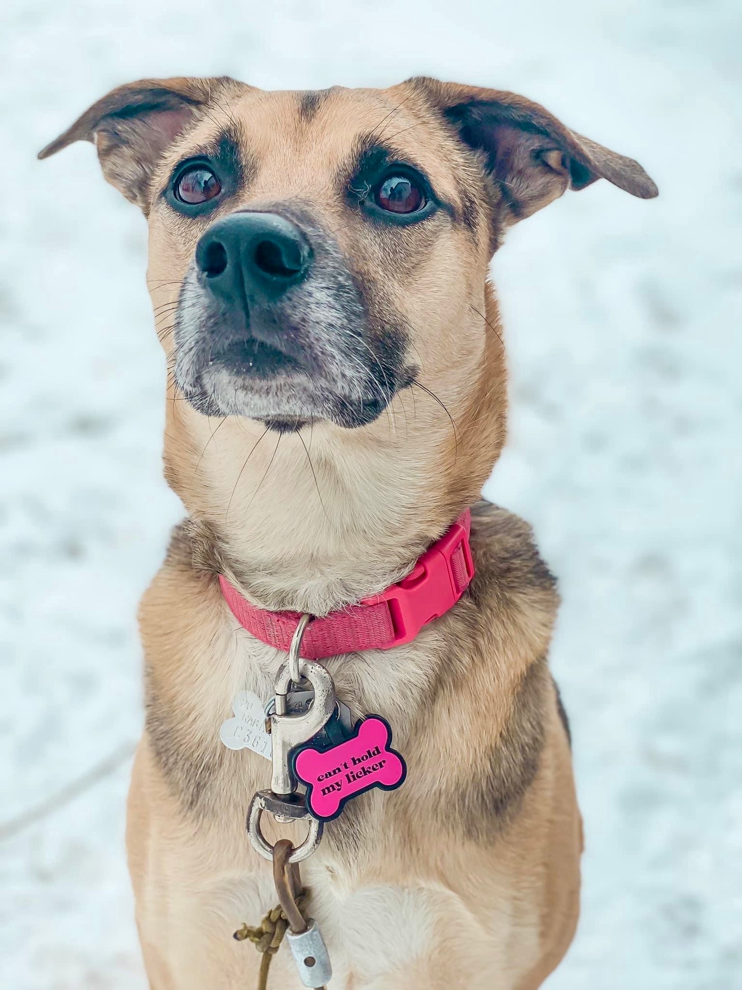 Custom Silicone Pet Tags