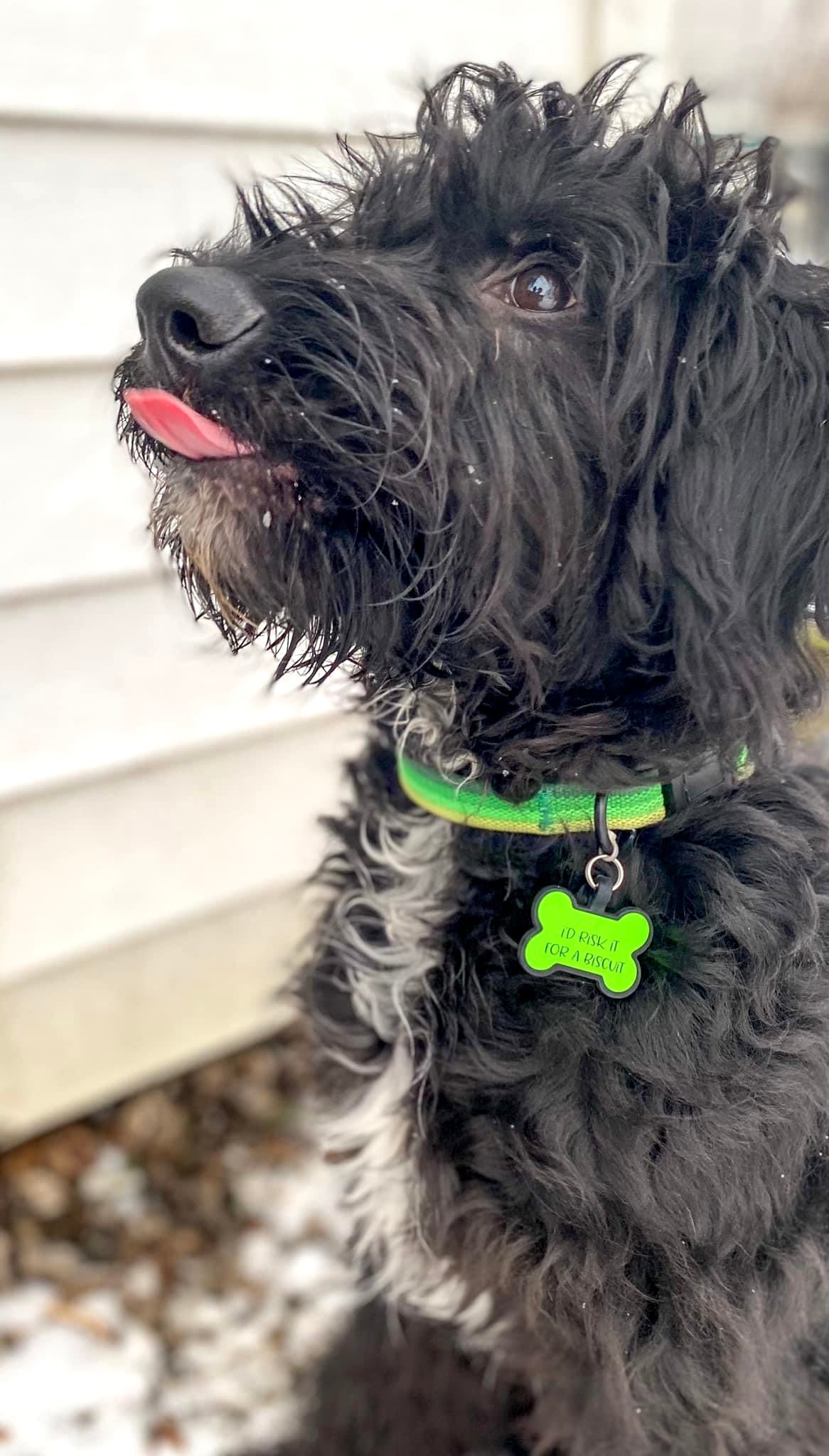 Custom Silicone Pet Tags